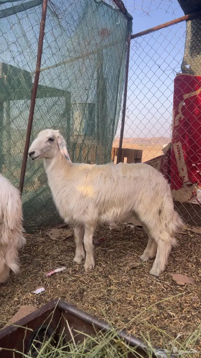 خرفان 1