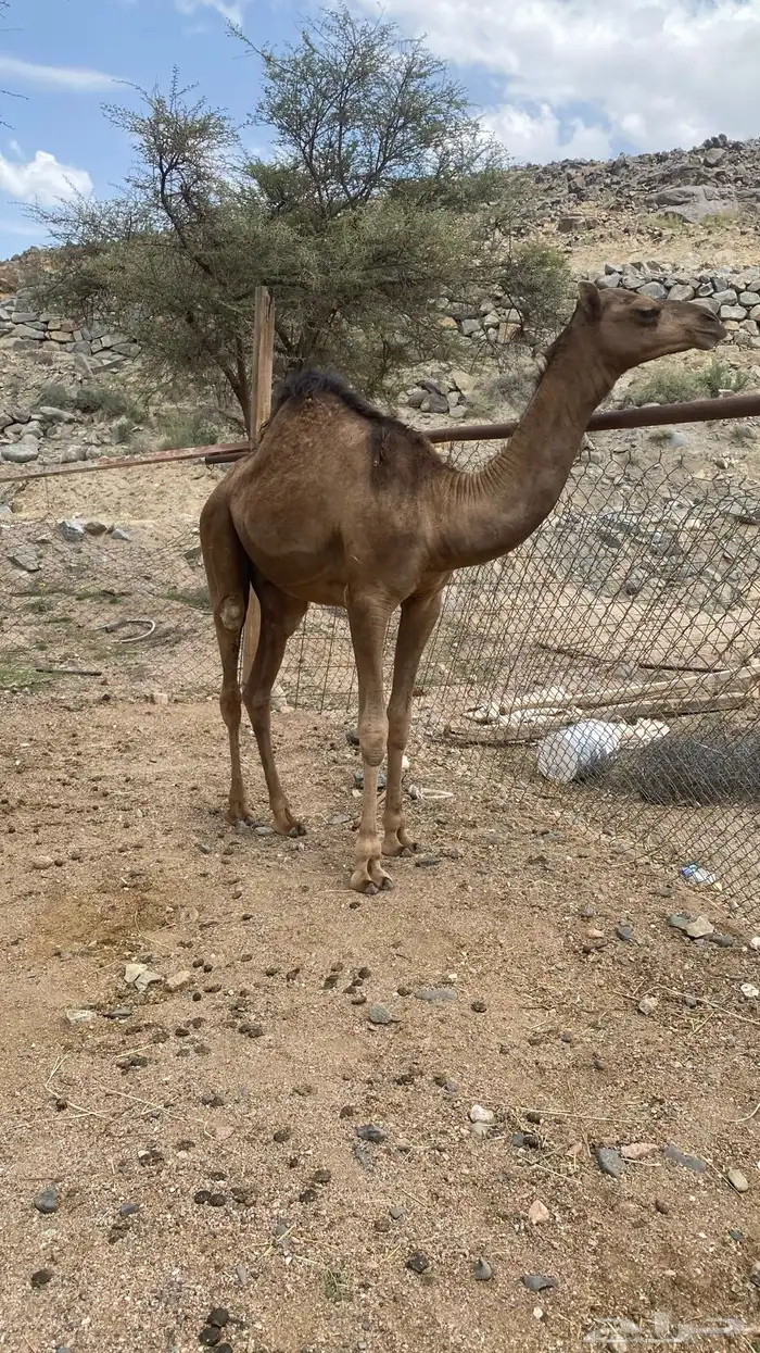 قعود بلدي العمر 7 شهور ونص 0