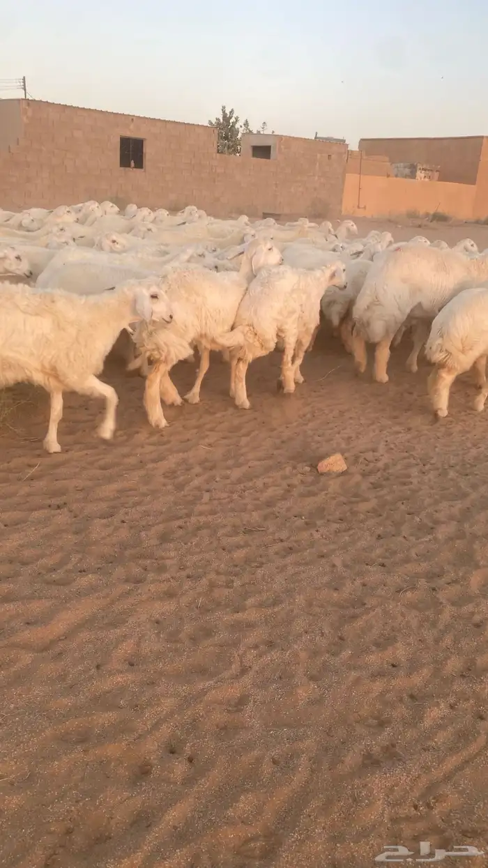 رخال حرش 3