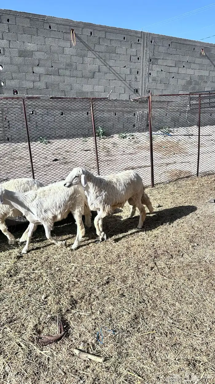 5 طليان 5
