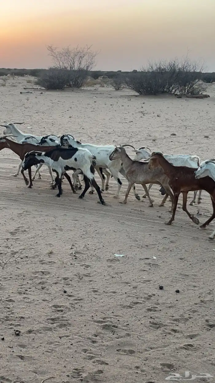 السن (ثنيه رباع سديس قارح. و اكثرها مضاريع  . الصحه شرط 5