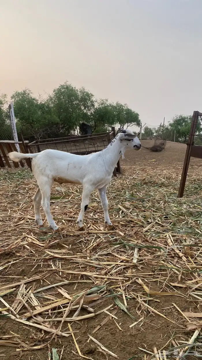 مشروع مسلب 5