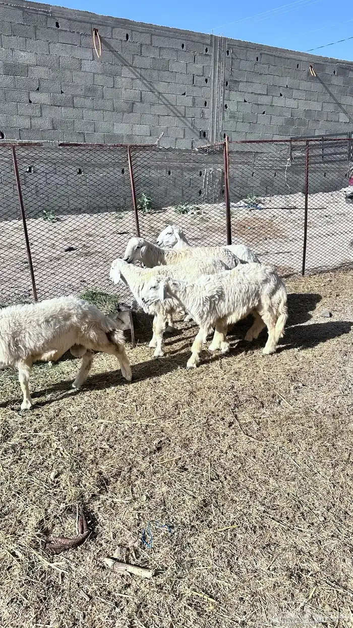 5 طليان 3