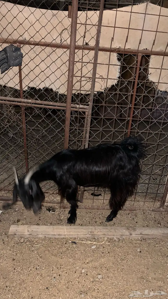 عنز للبيع 1