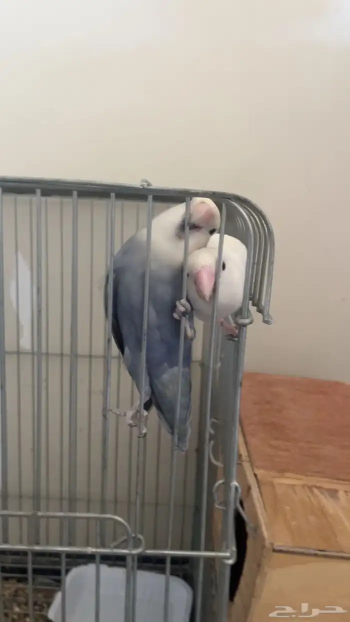 روز جوز لي البيع 2