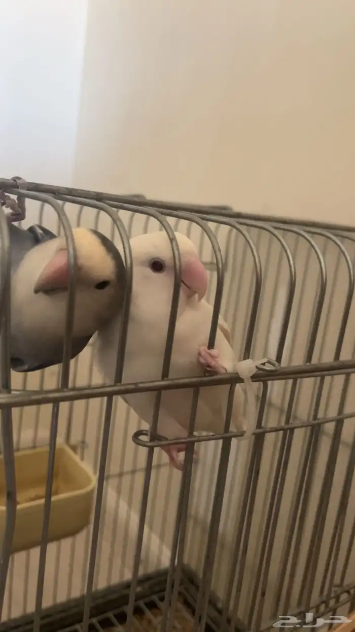 روز جوز لي البيع 1