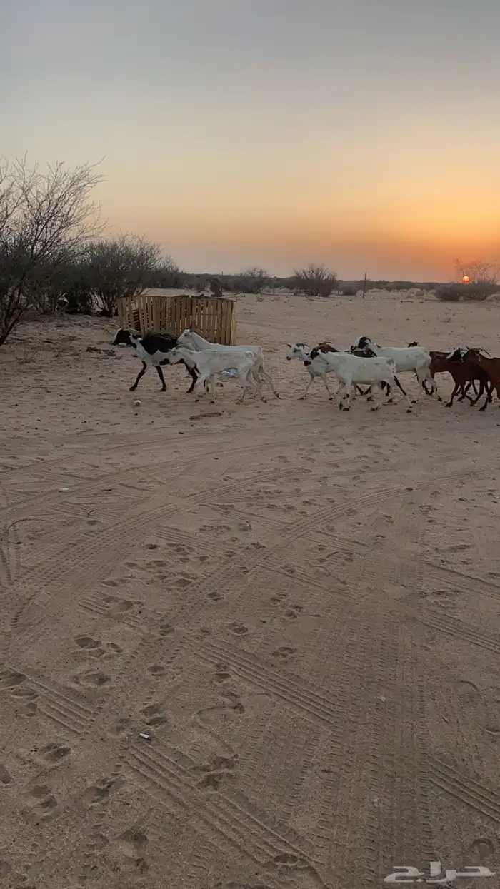 السن (ثنيه رباع سديس قارح. و اكثرها مضاريع  . الصحه شرط 1