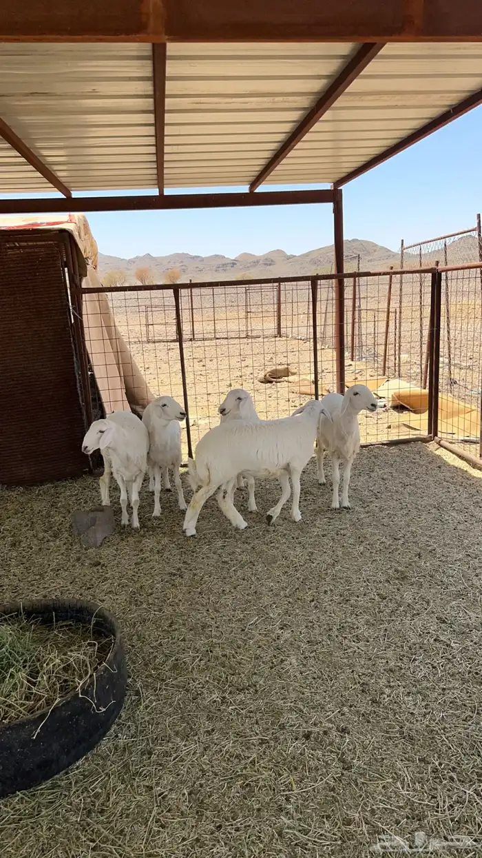 5 رخال صنف شعره وطرف وشكل 0