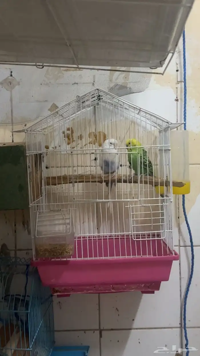 طيار باجي 1