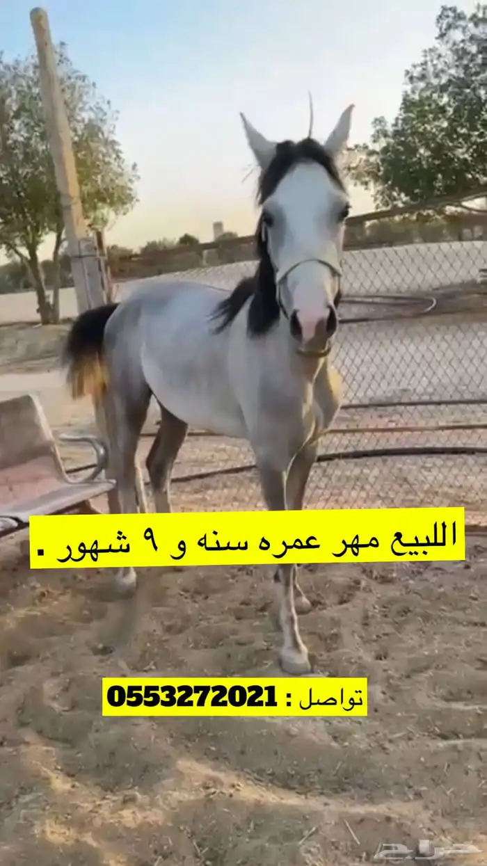اللبيع مهر 0