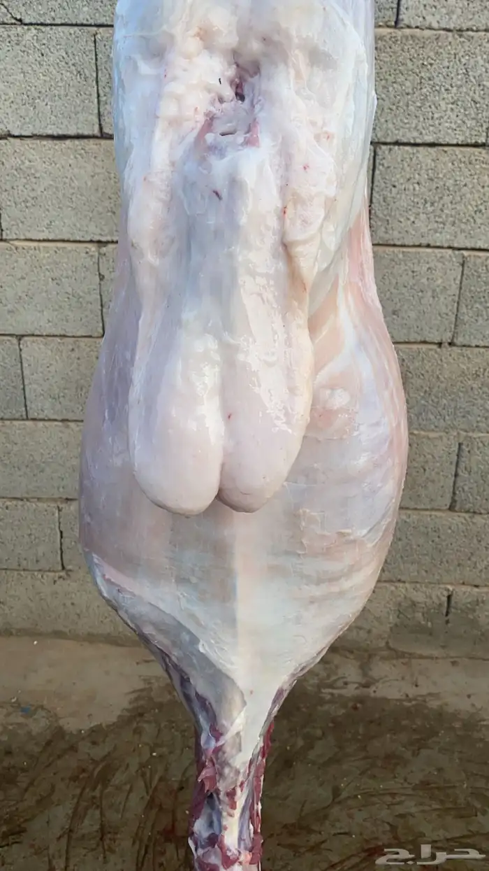 ذبايح القصيم 3