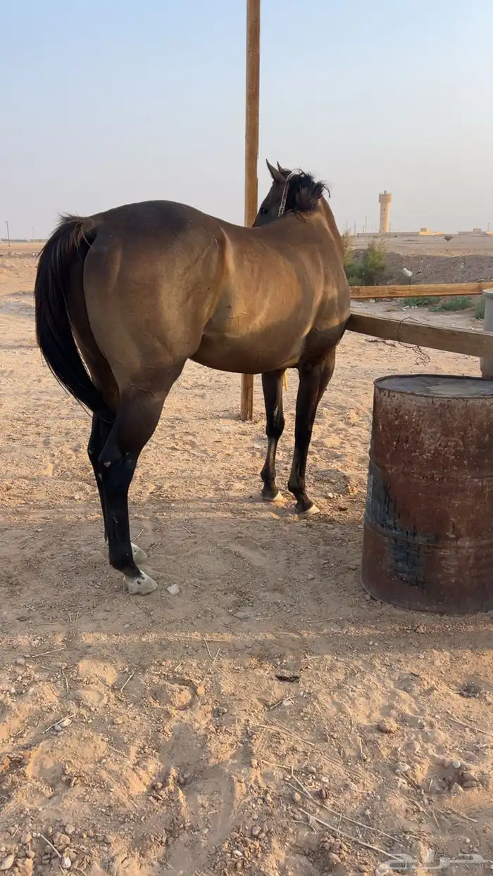 حصان انقليزي اوراق سبوق 3