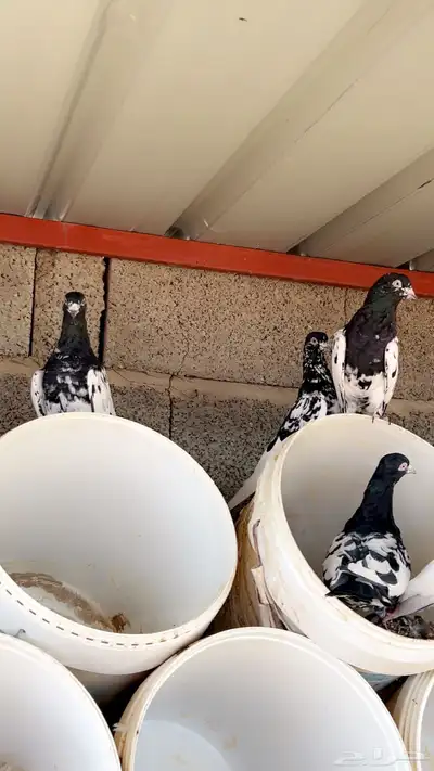 حمام باكستاني رام بوري 0
