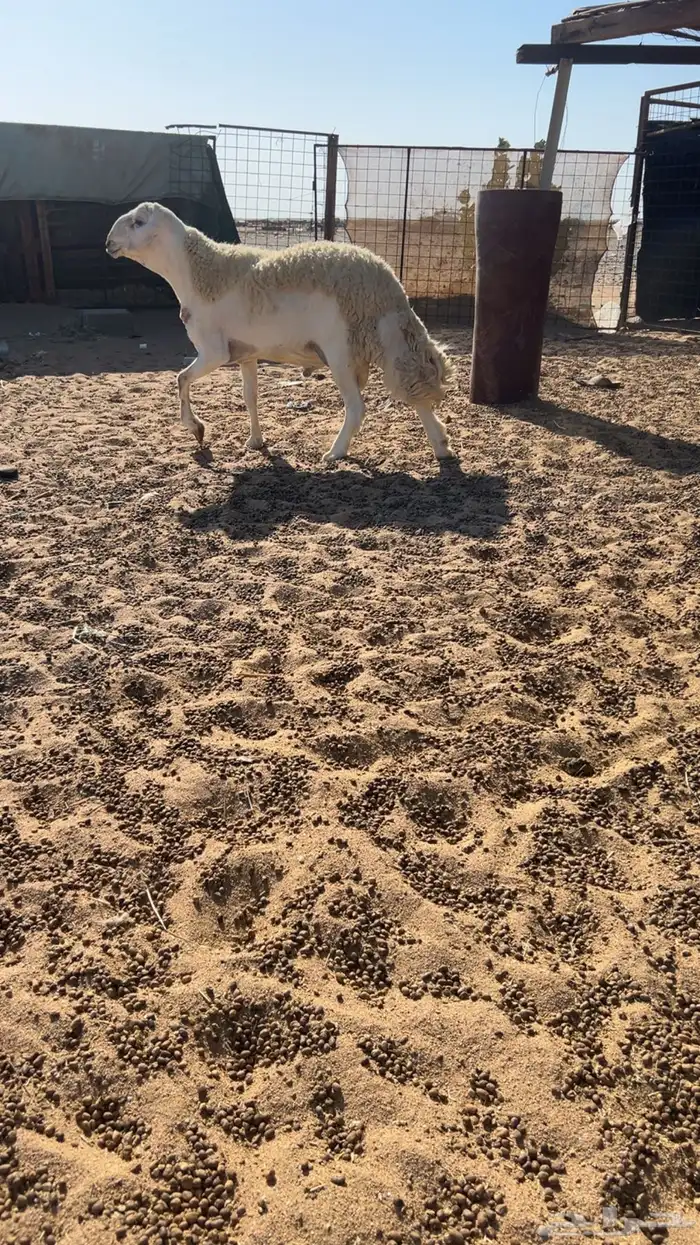 فحل صنف جذع مشروط 3