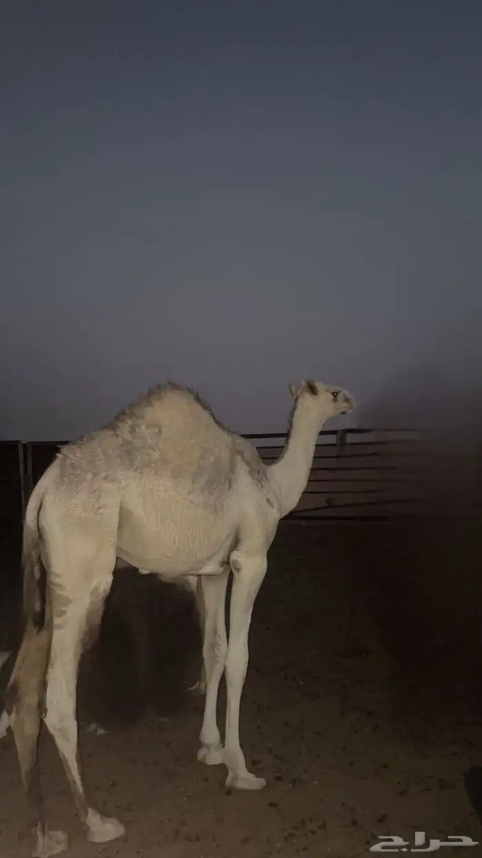 حاشي للبيع 0