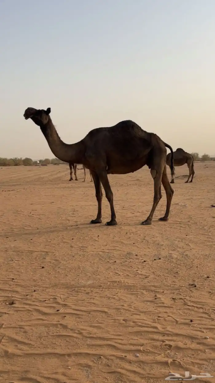 لقحه مجهم طيبه 0