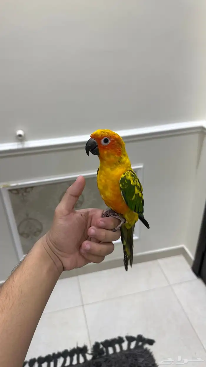 صن كنيور اليف وهدد ومتكلم ( تم البيع) 0