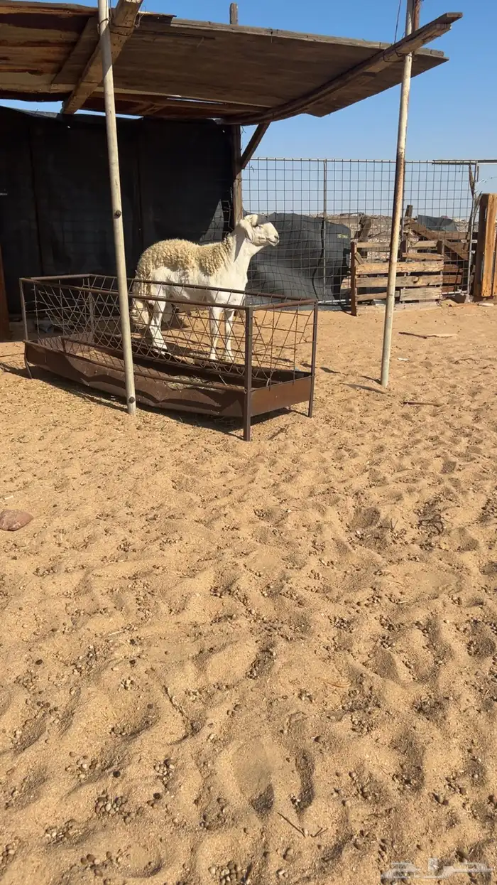 فحل صنف جذع مشروط 1