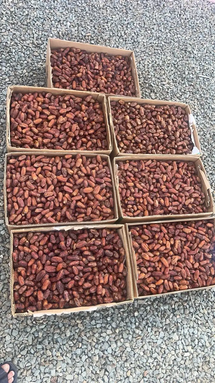 تمر صفري نقاوه صافي 4