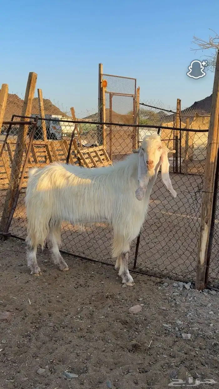 تيس مشروك فحل ( تم البيع ) 0