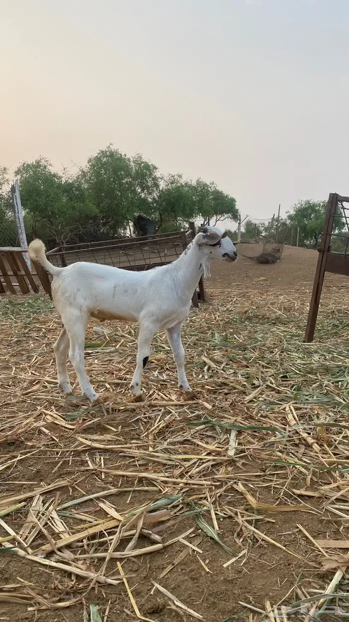 مشروع مسلب 3