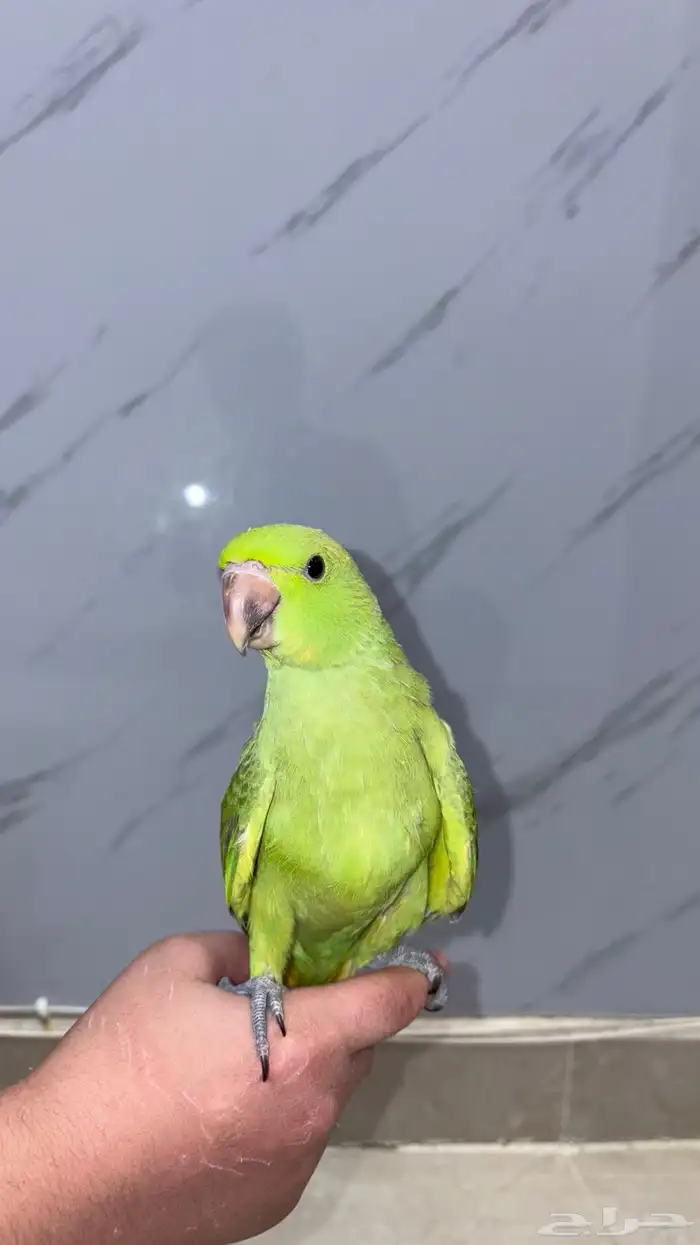 ببغاء درة 1