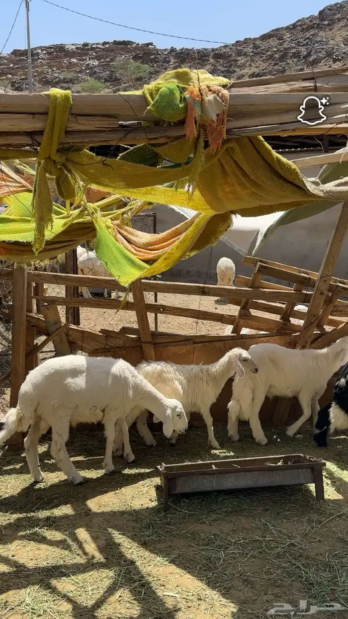 خرفان بلديه 2