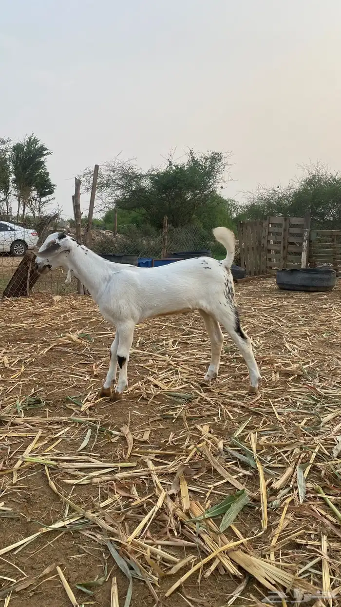 مشروع مسلب 1