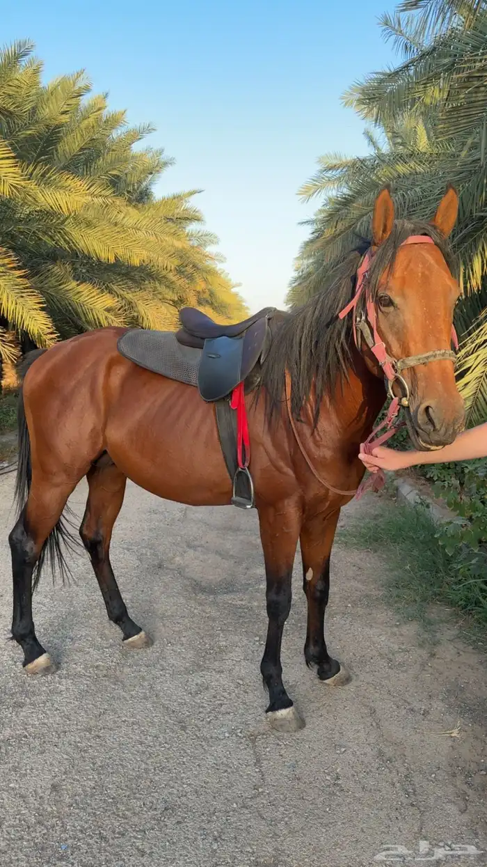 حصان ركوب 0
