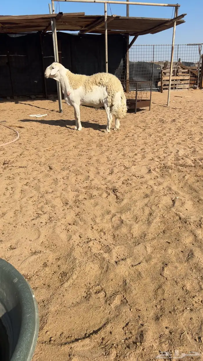 فحل صنف جذع مشروط 5