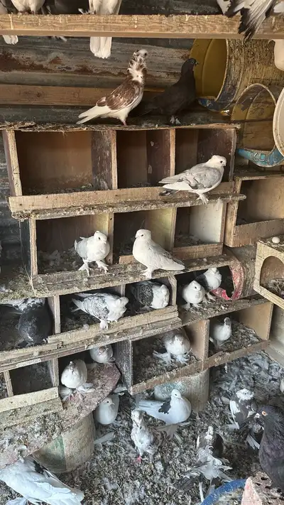 حمام للبيع زينه مشكل index