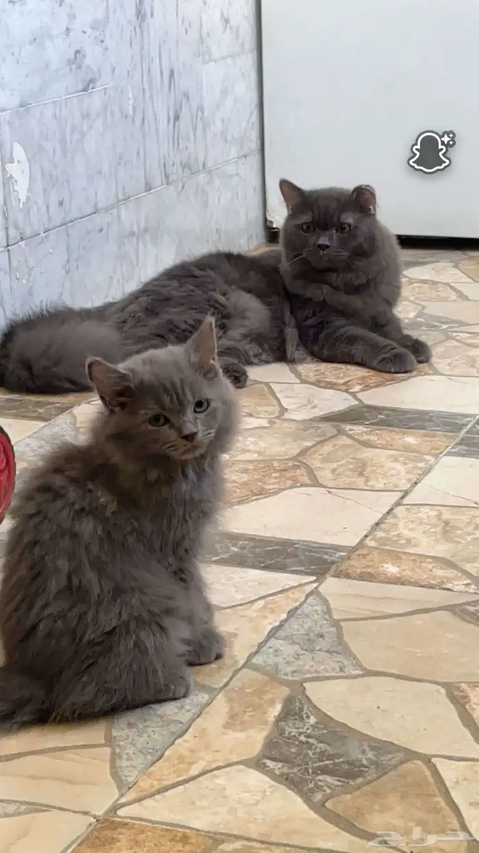 قطط للتبني 0