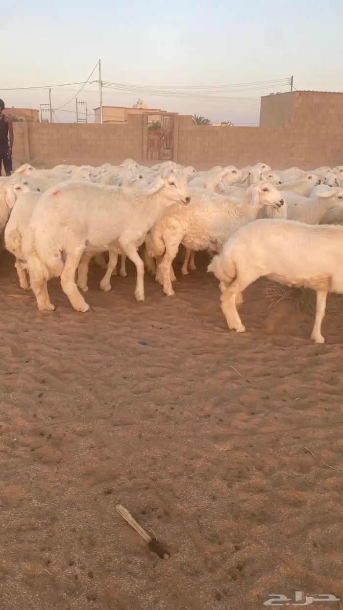 رخال حرش 6