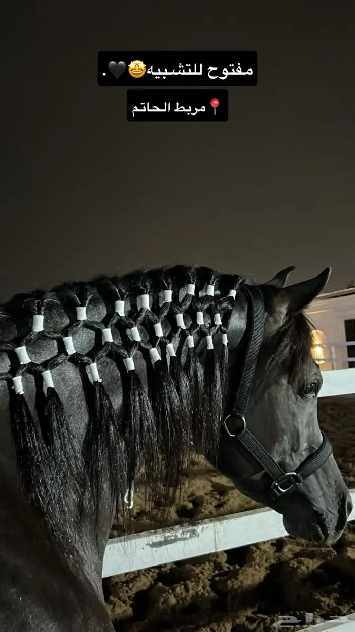 إيواء وجميع خدمات الخيل في ( مربط الحاتم ) 0