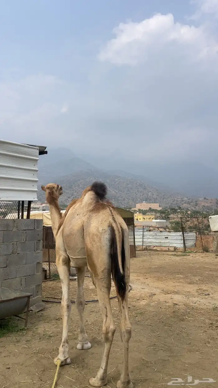 للبيع جمل كايف 2