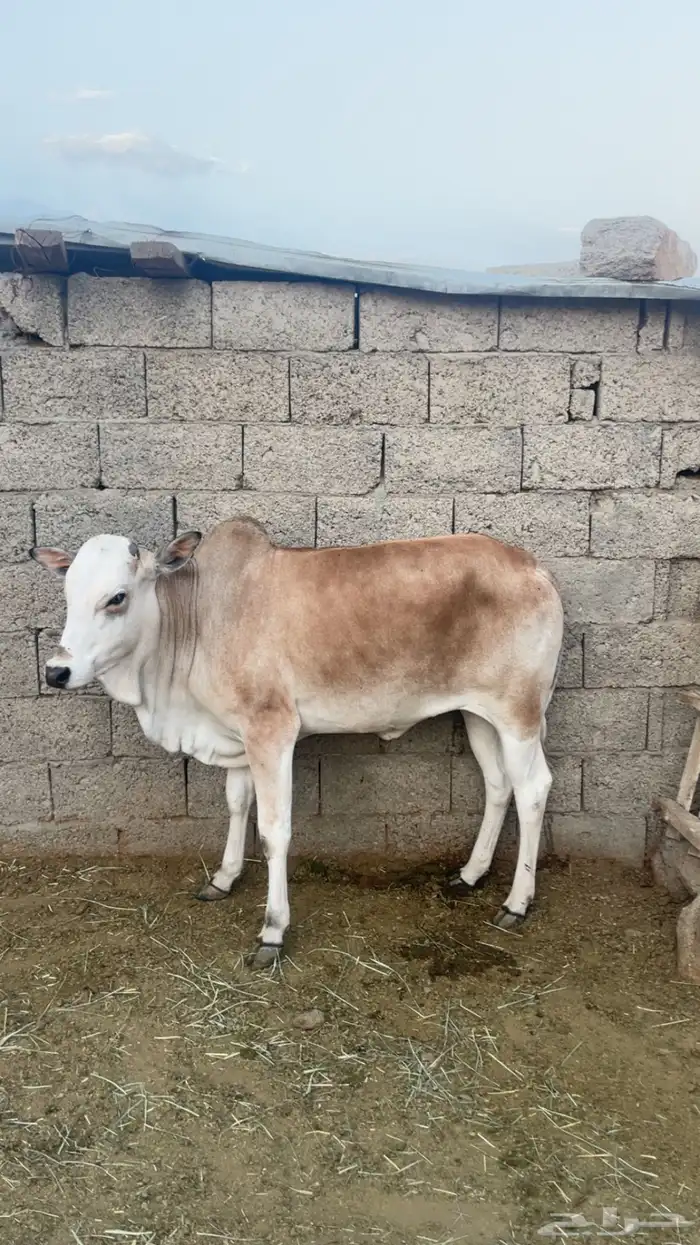 حسلان بلديه 1