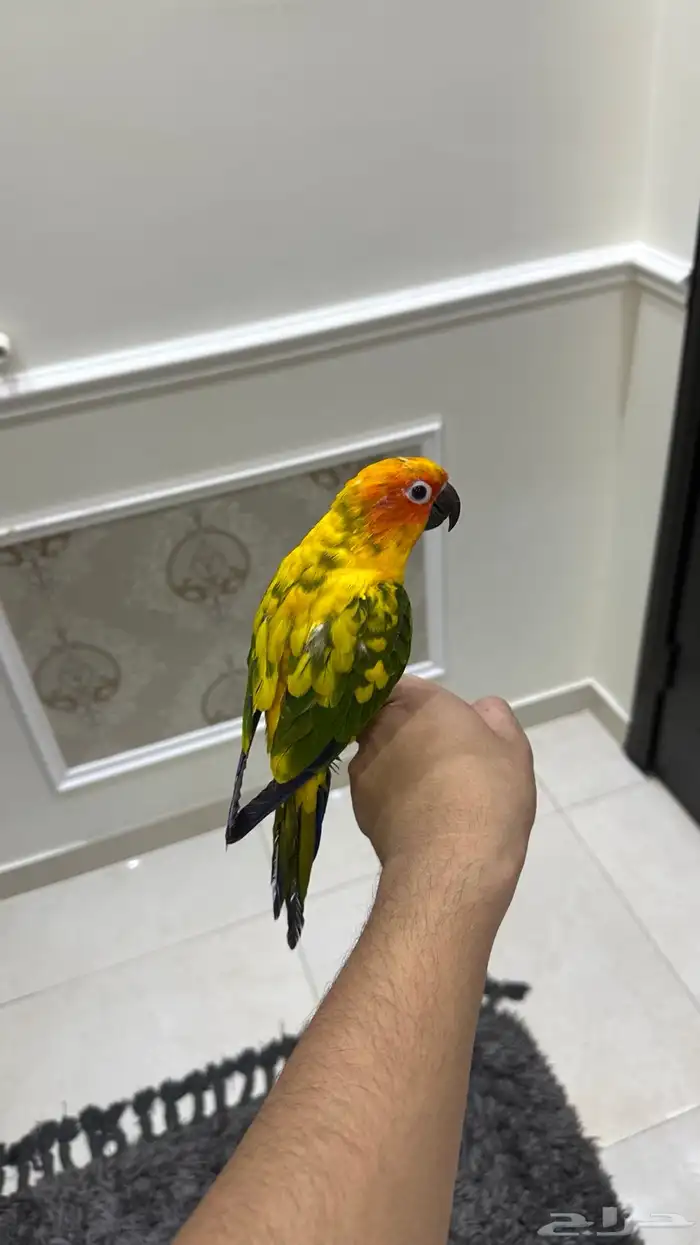 صن كنيور اليف وهدد ومتكلم ( تم البيع) 1