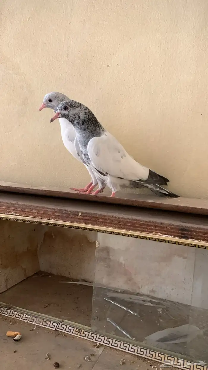 زوج قولدن بيور 5