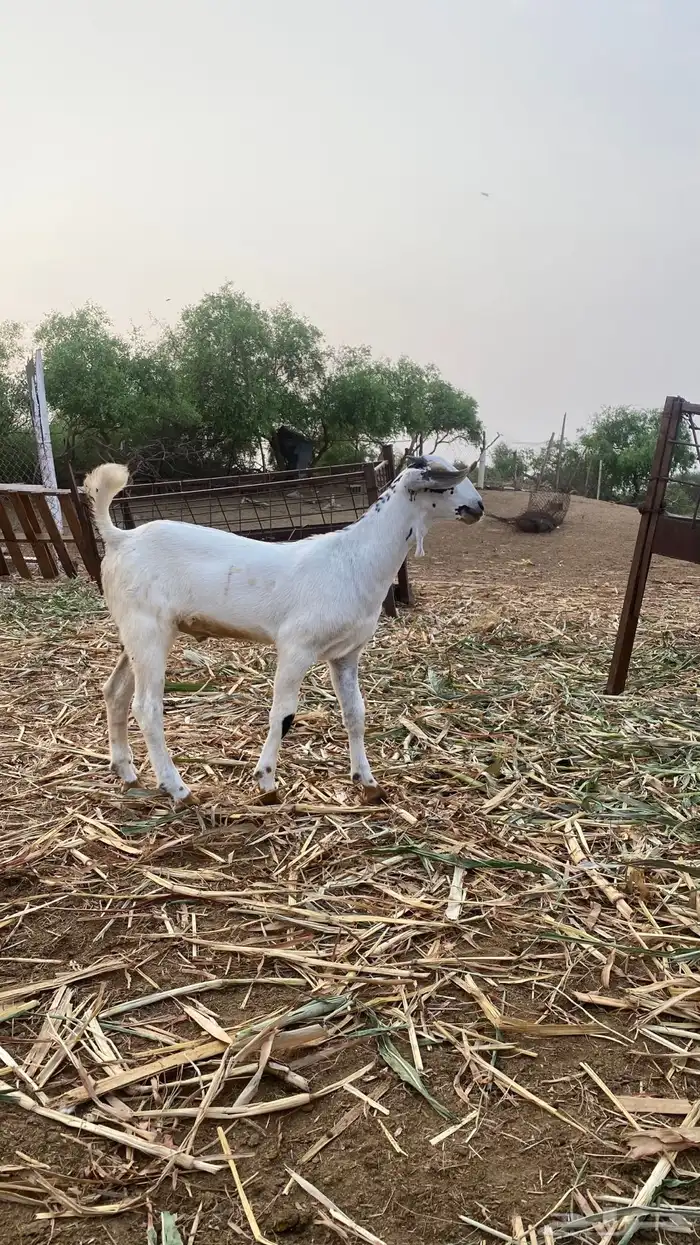 مشروع مسلب 6