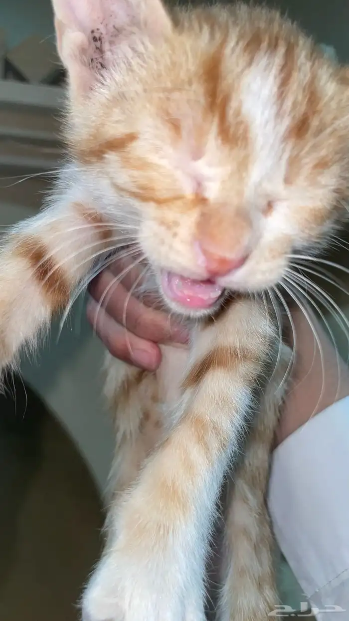 قط عمره اقل من شهرين 2