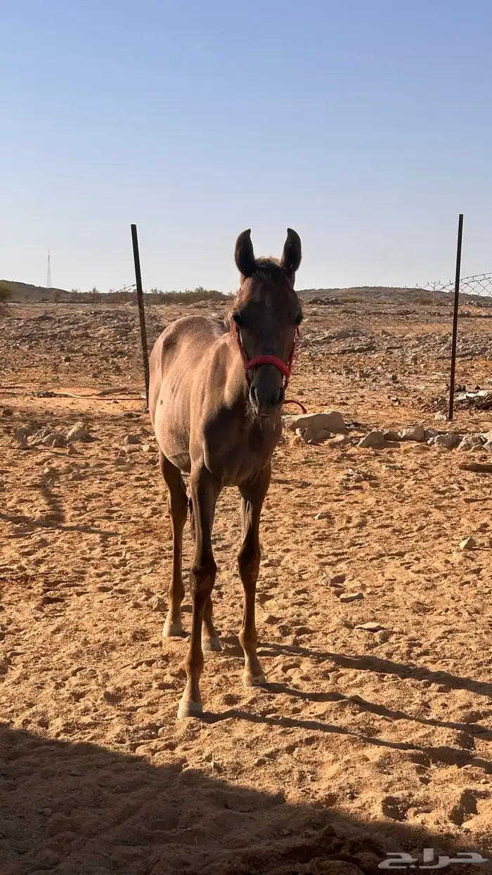 مهر واهو للبيع والتسجيل على الشاري 2