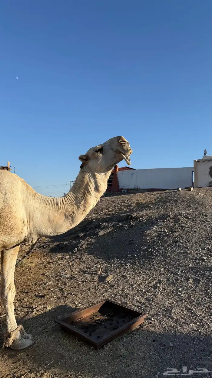 بعير مزيون 2