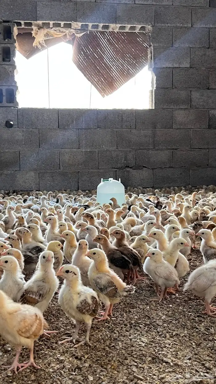 صوص بلدي ريالين ونص 3
