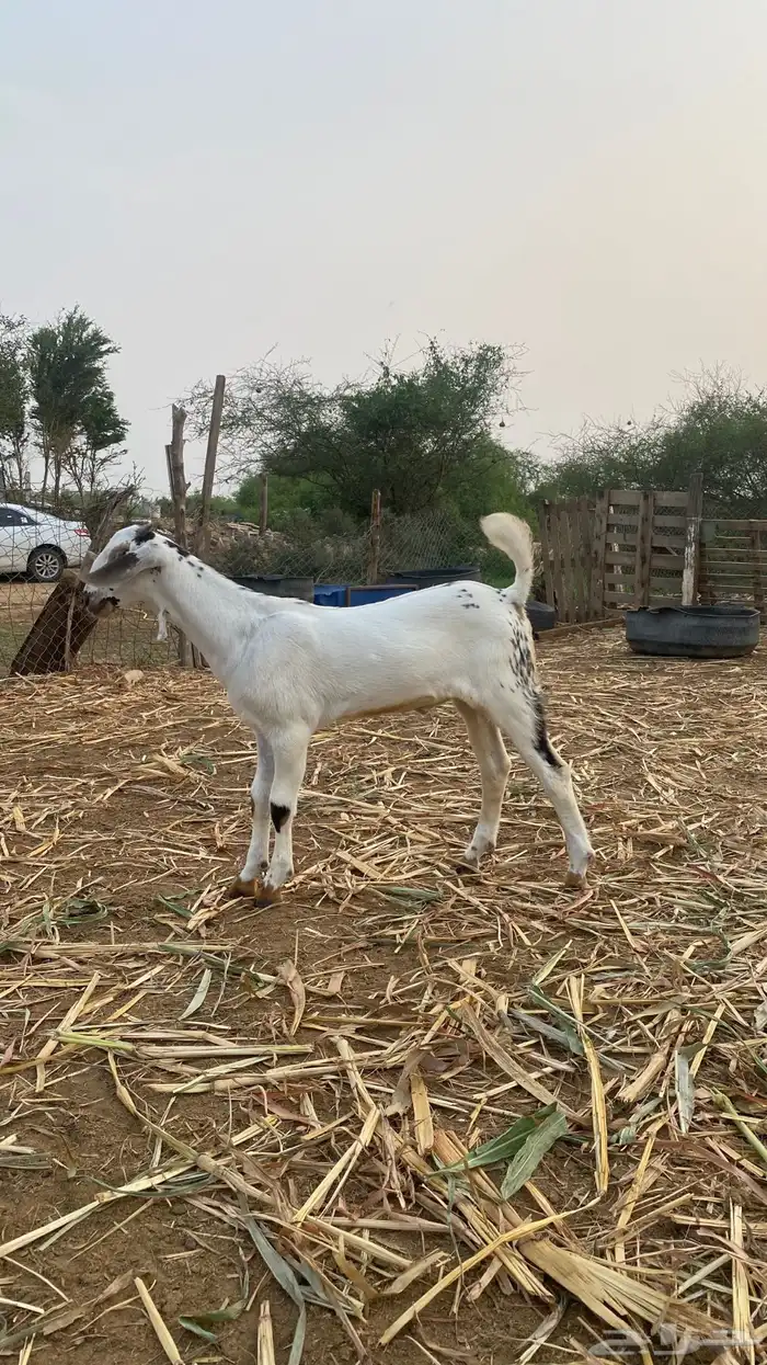 مشروع مسلب 0