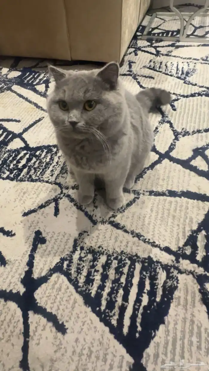 سلاله السكوش فولت 0
