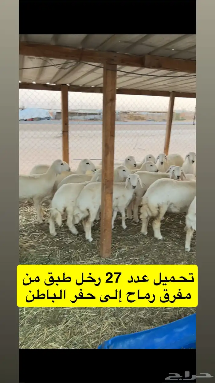 نقل حلال ابوتركي المزاحميه 12