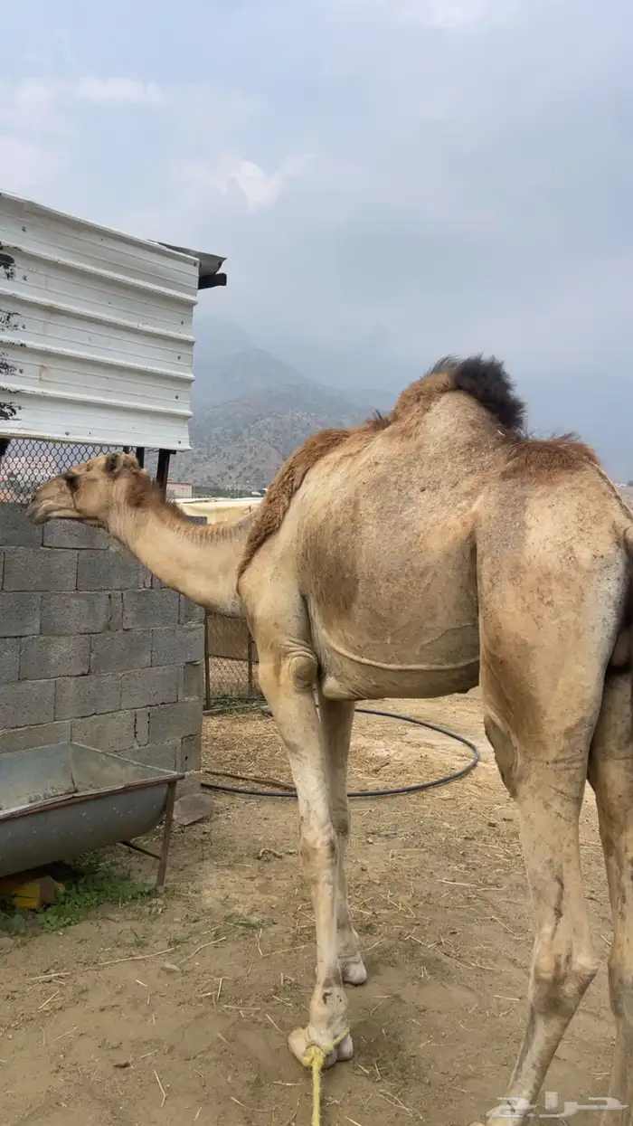 للبيع جمل كايف 4