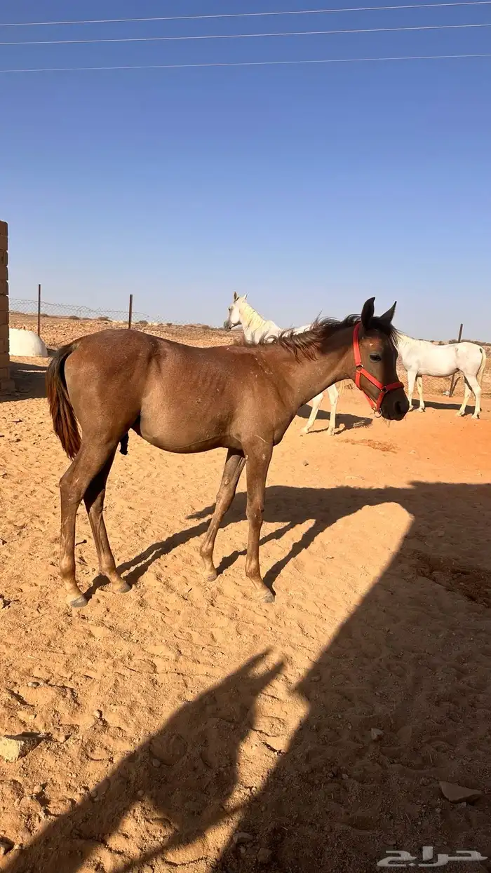 مهر واهو للبيع والتسجيل على الشاري 0