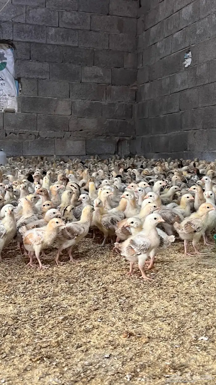 صوص بلدي ريالين ونص 6