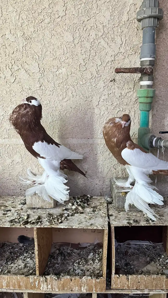 حمام نفاخ 0
